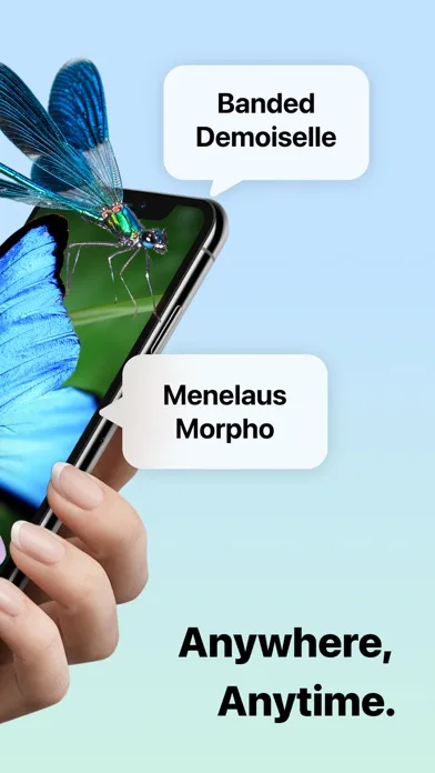 Picture Insect: идентификация screenshot 2