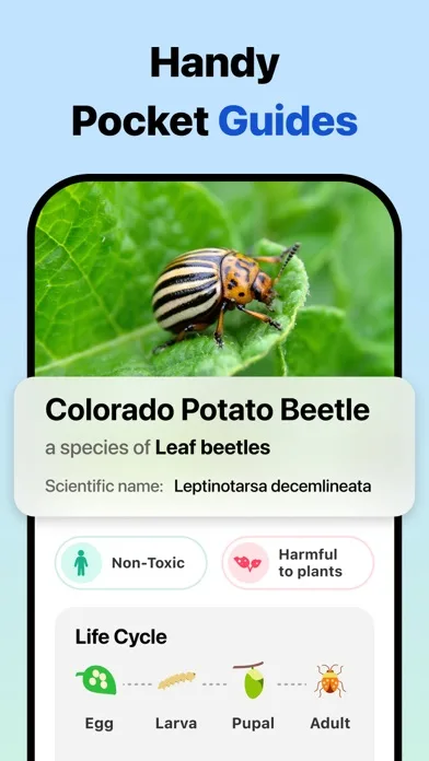 Picture Insect: идентификация screenshot 4