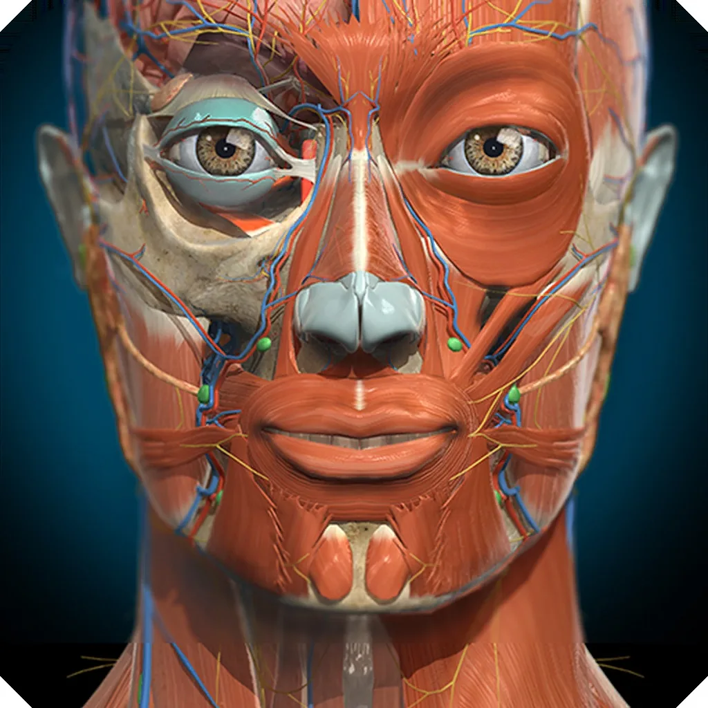 Anatomy Learning - Anatomía 3D