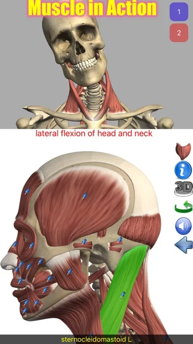 Visual Anatomy screenshot 1