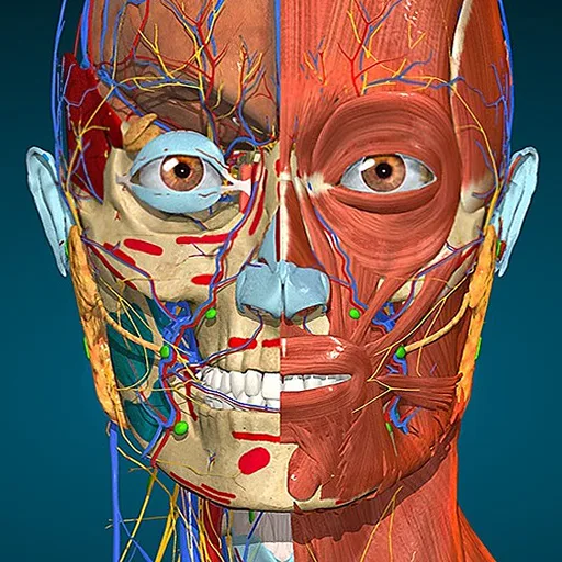 Anatomy Learning By Dr. Blanco