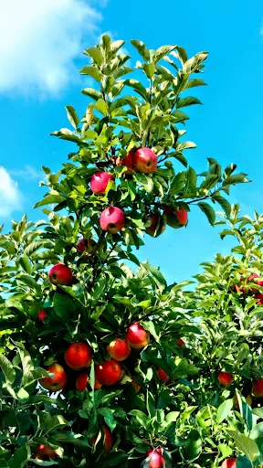 Fondo de pantalla de manzana screenshot 2