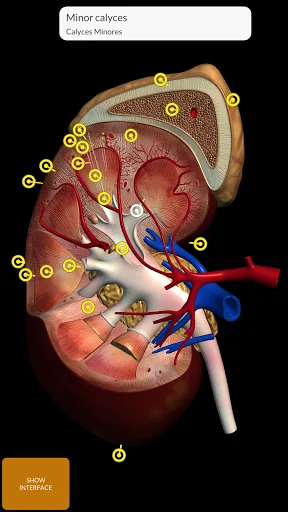 Anatomy 3D Atlas screenshot 5