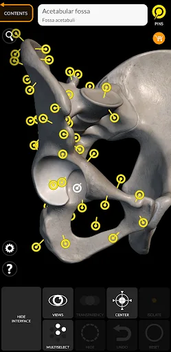 Скелет | 3D Анатомии screenshot 2