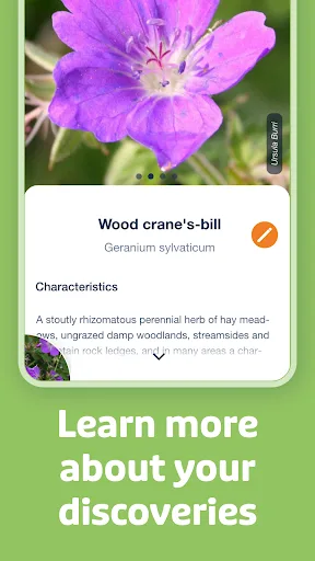 Flora Incognita screenshot 3