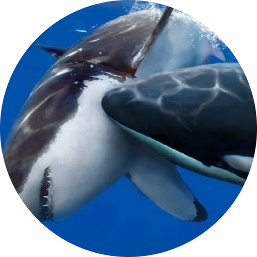 Discovery HD (Unofficial)