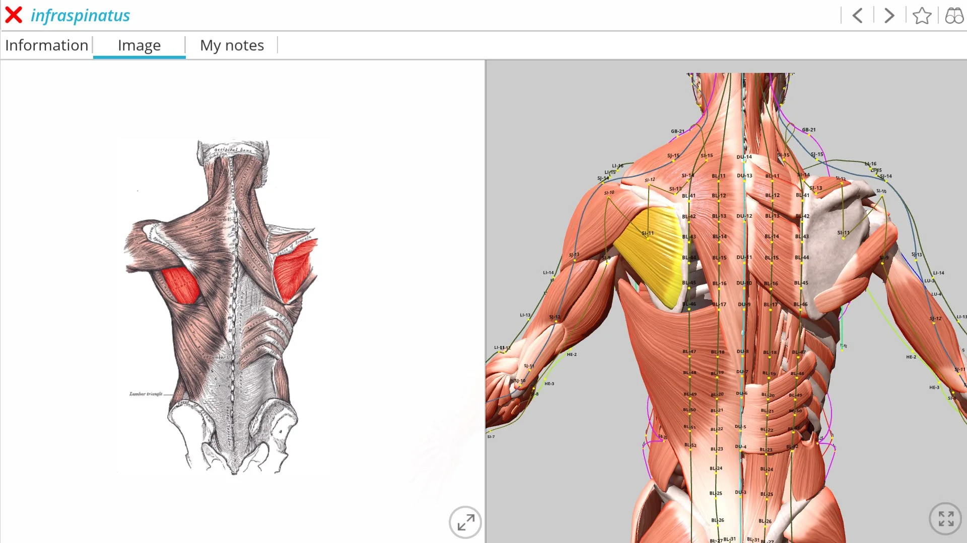 Visual Acupuncture 3D - Human screenshot 2