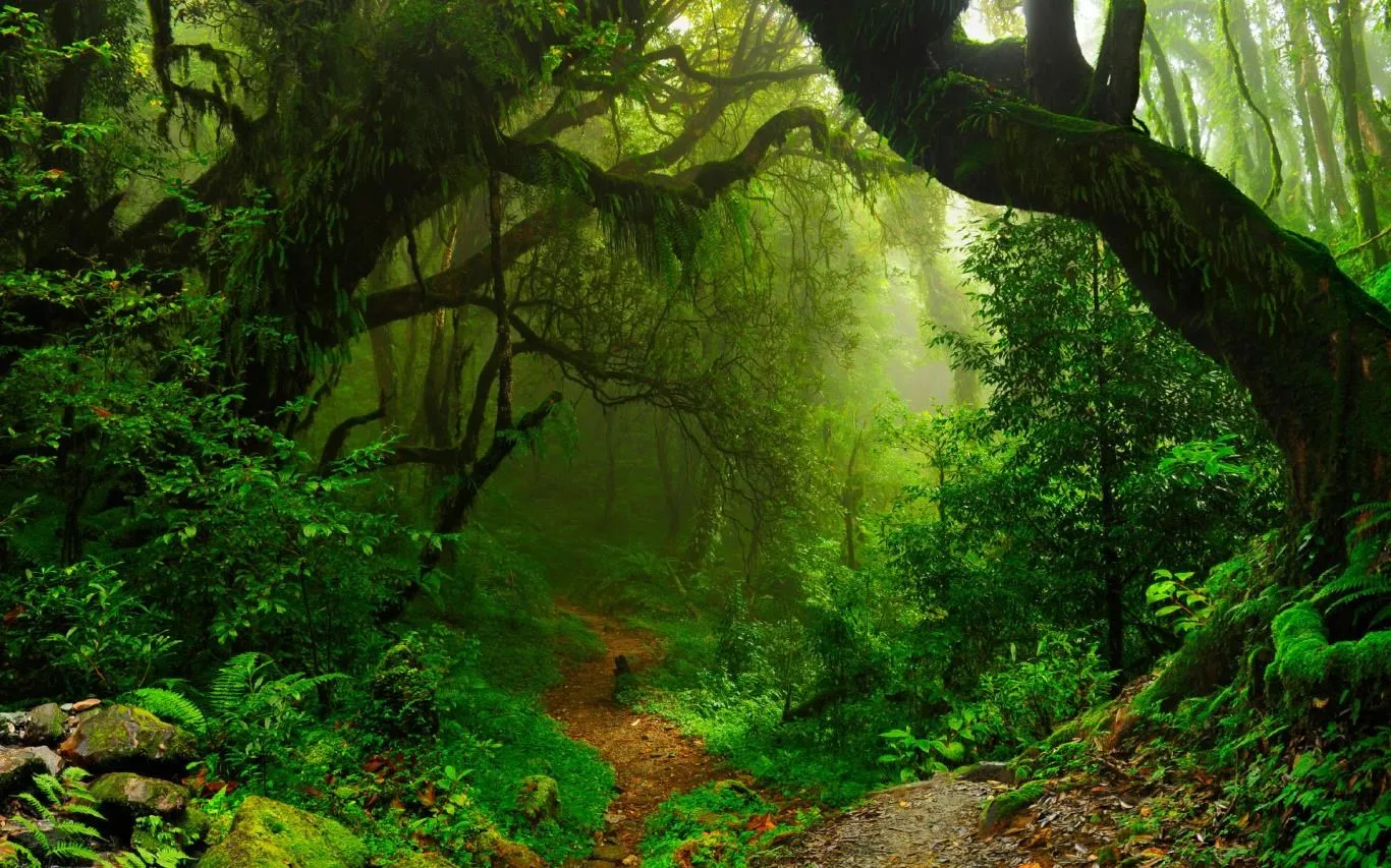 Amazon Rainforest screenshot 3