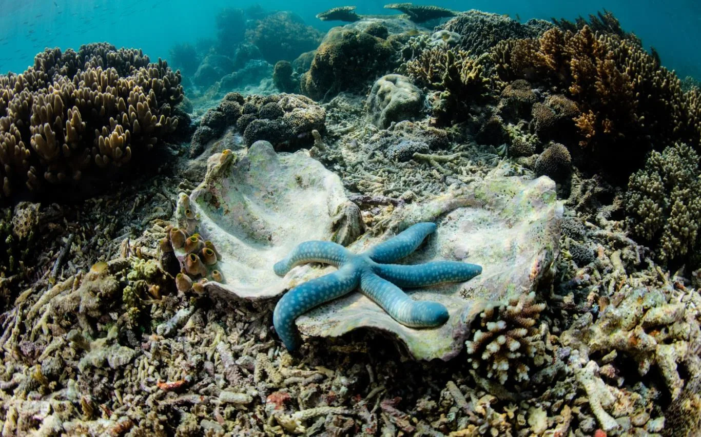 Undersea Life screenshot 4