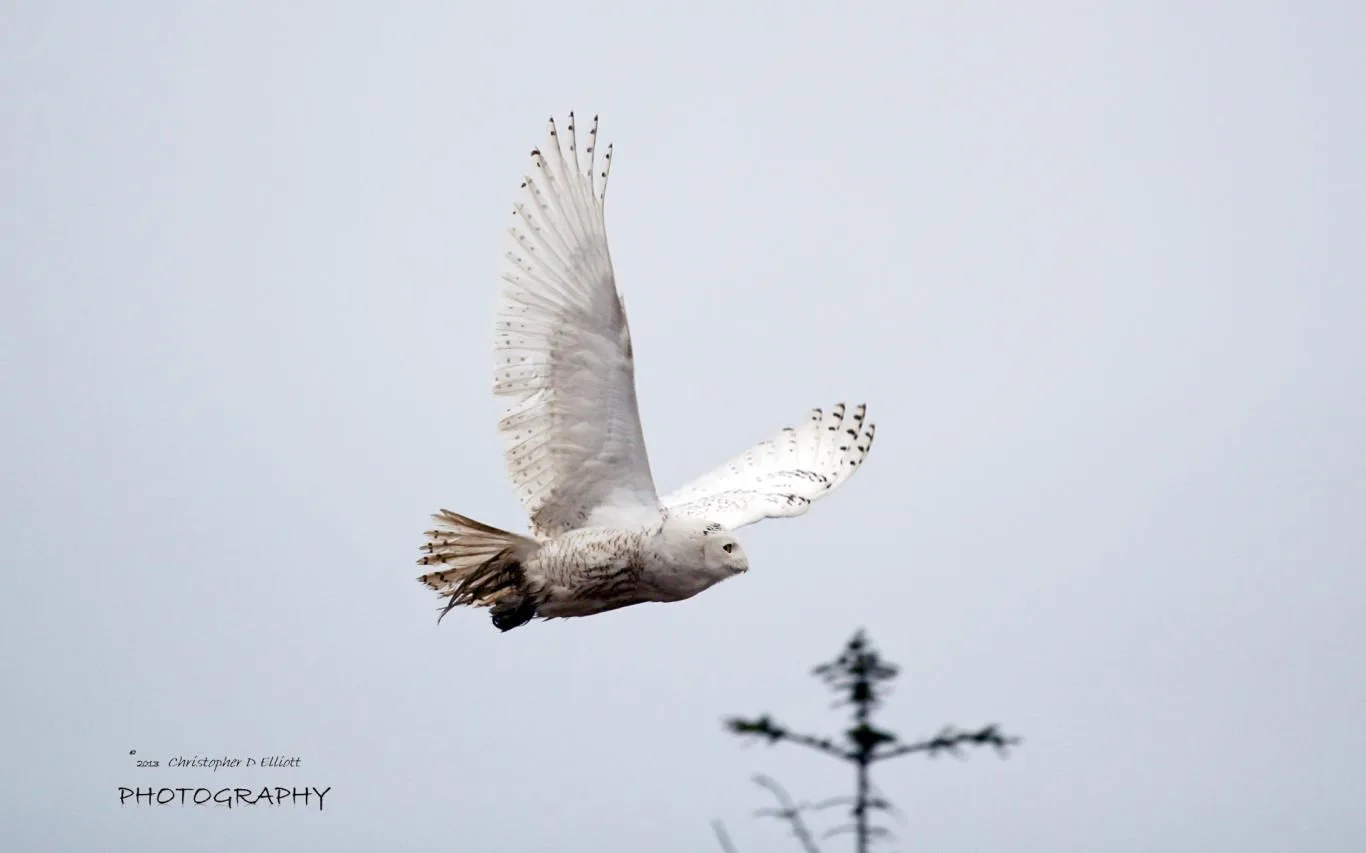 Snowy Owls by Christopher D Elliott screenshot 1