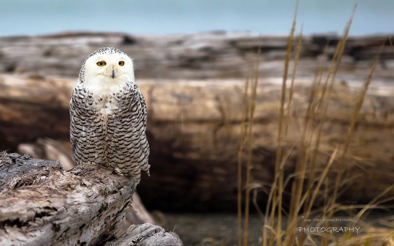 Snowy Owls by Christopher D Elliott screenshot 2