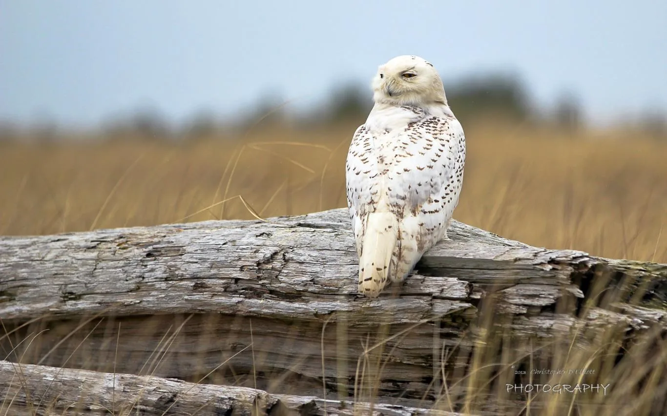 Snowy Owls by Christopher D Elliott screenshot 3