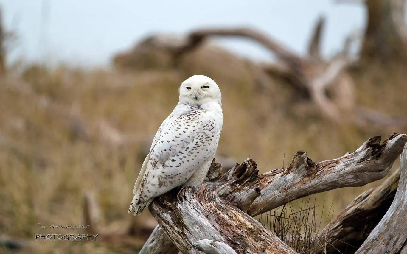 Snowy Owls by Christopher D Elliott screenshot 4