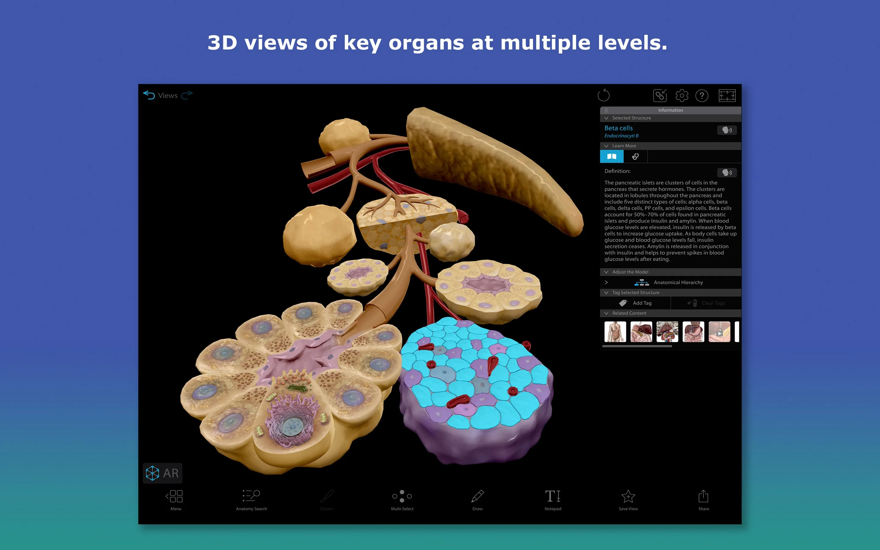 Atlas de anatomía humana 2026: Cuerpo humano completo en 3D screenshot 4