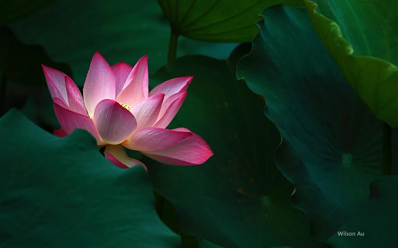 Beauty of Hong Kong by Wilson Au screenshot 2