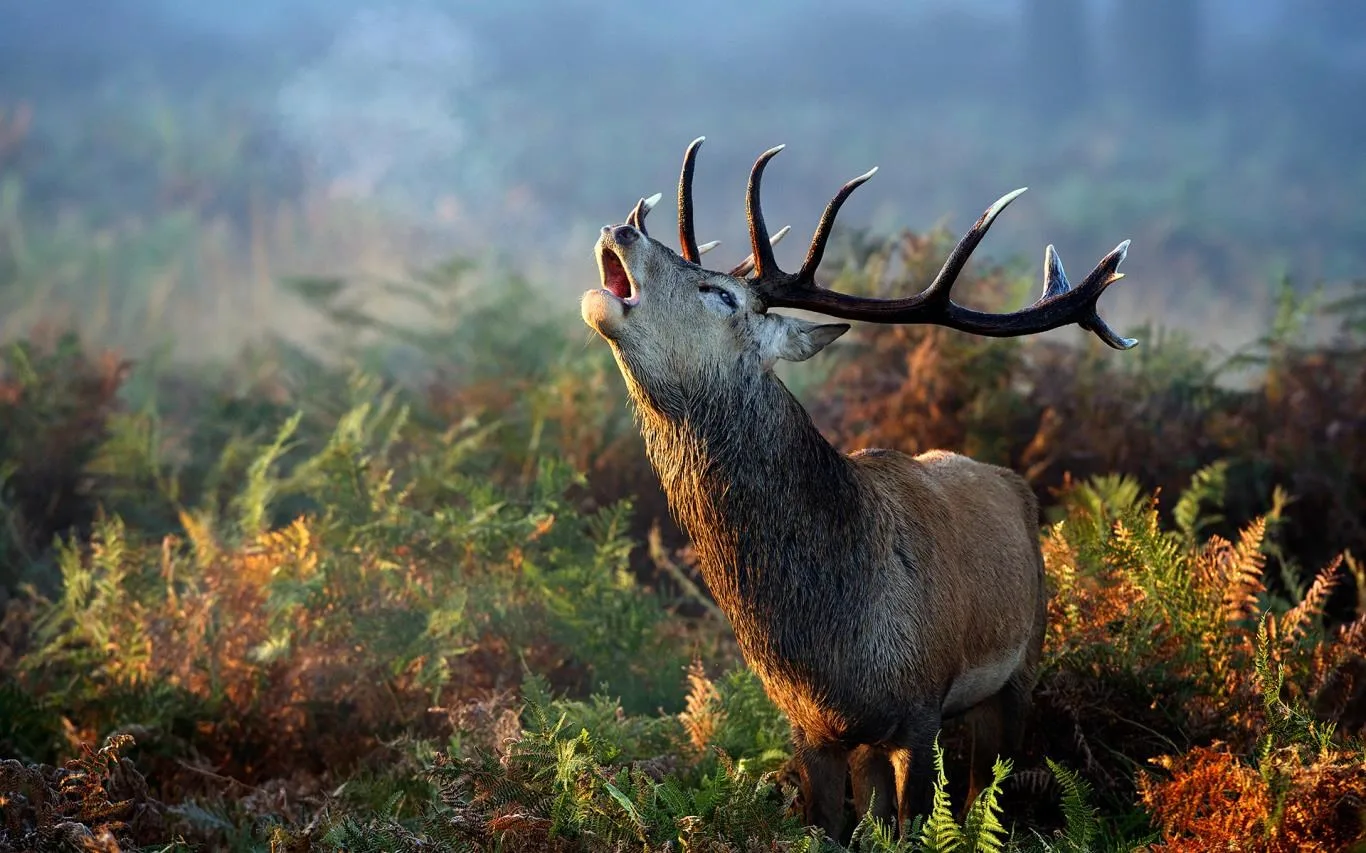 Animals in Autumn screenshot 1