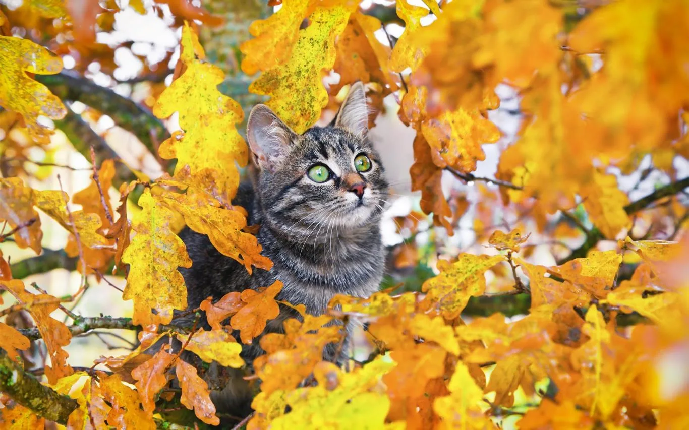 Animals in Autumn screenshot 3