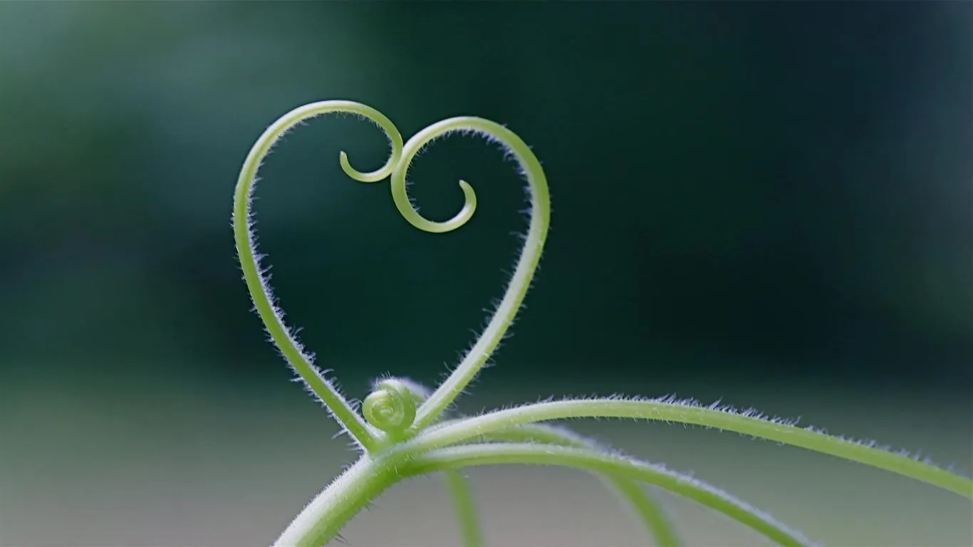 Natural Hearts screenshot 2