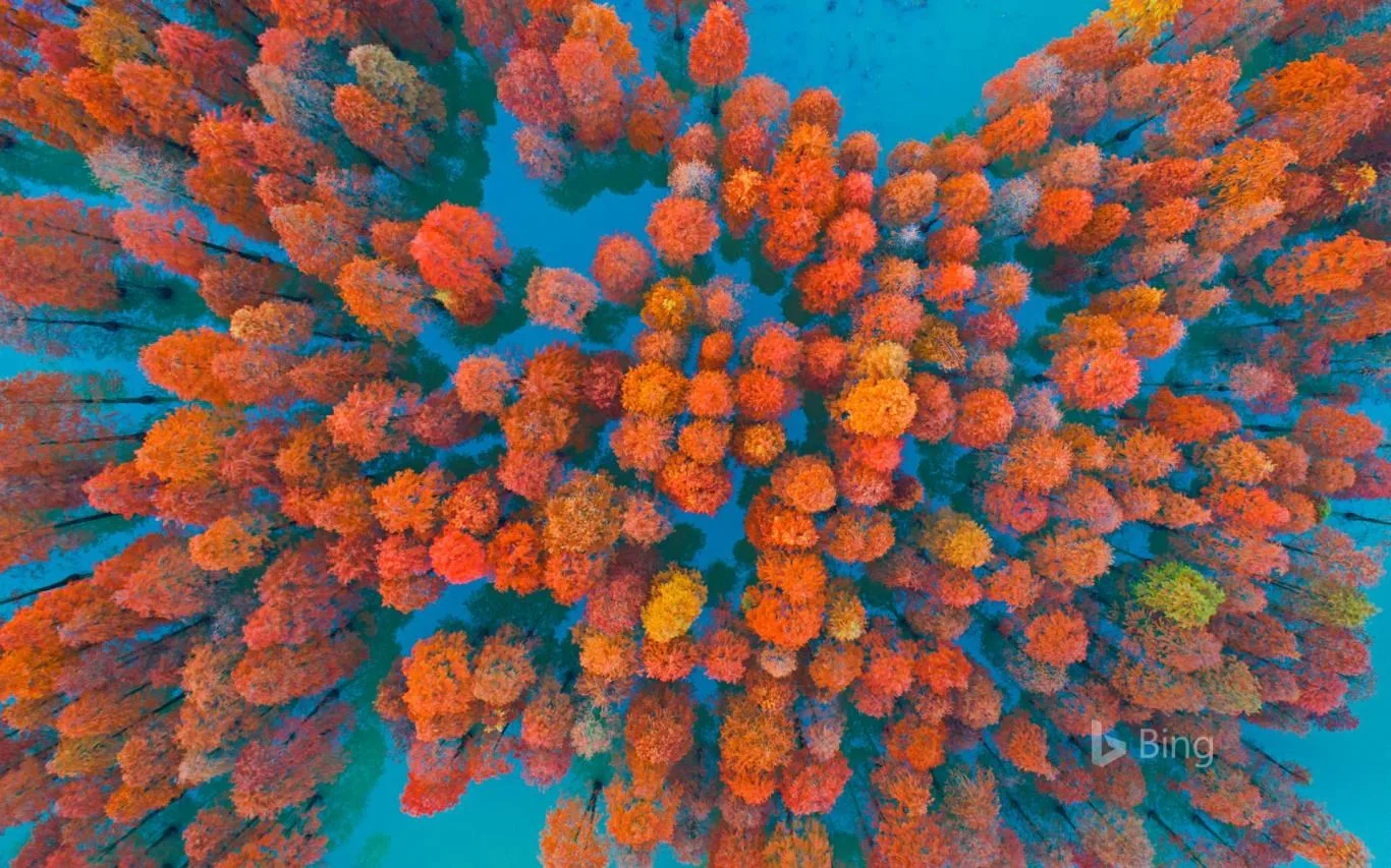 Best of Bing 2018 Exclusive screenshot 3