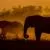 National Geographic Safari