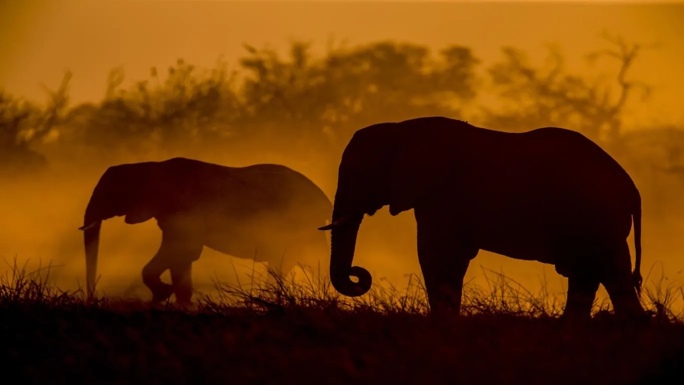 National Geographic Safari screenshot 1