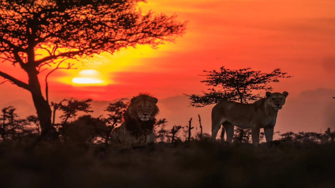 National Geographic Safari screenshot 2