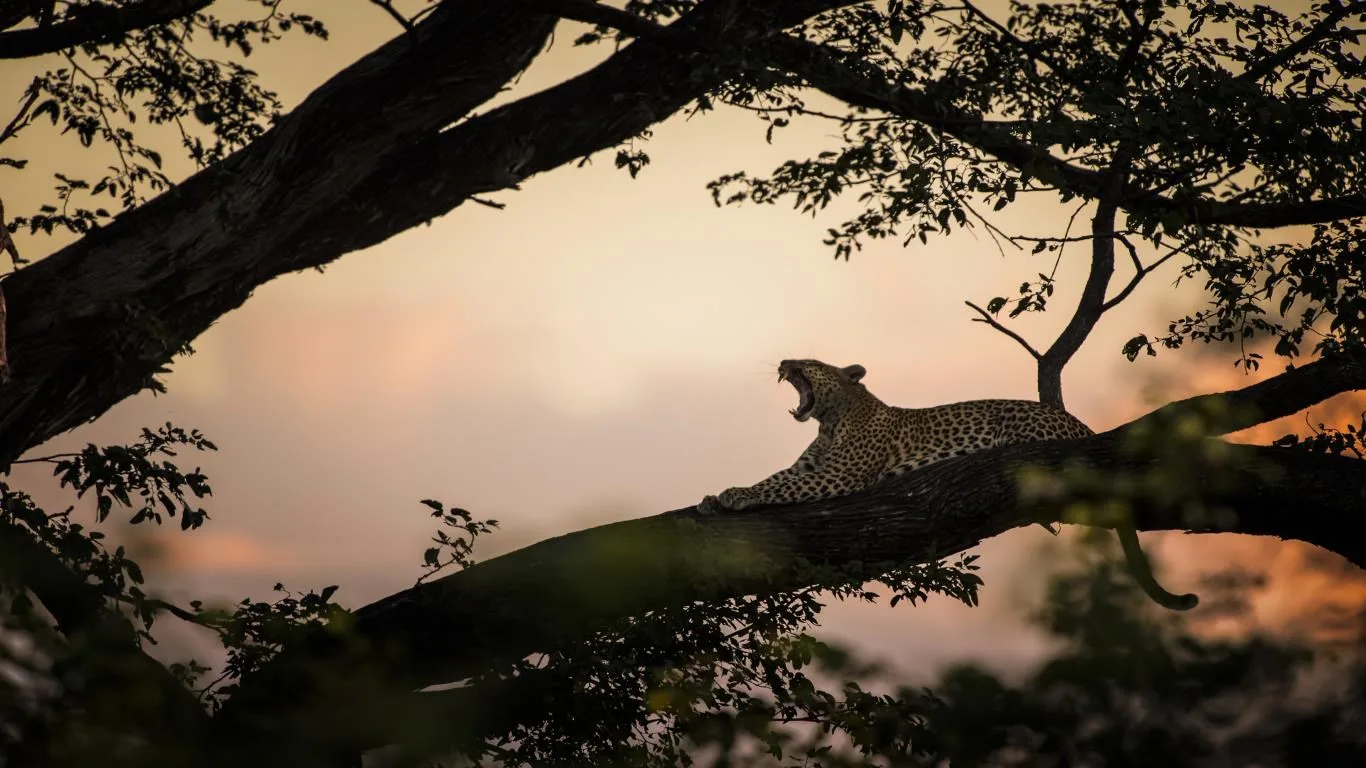 National Geographic Safari screenshot 4