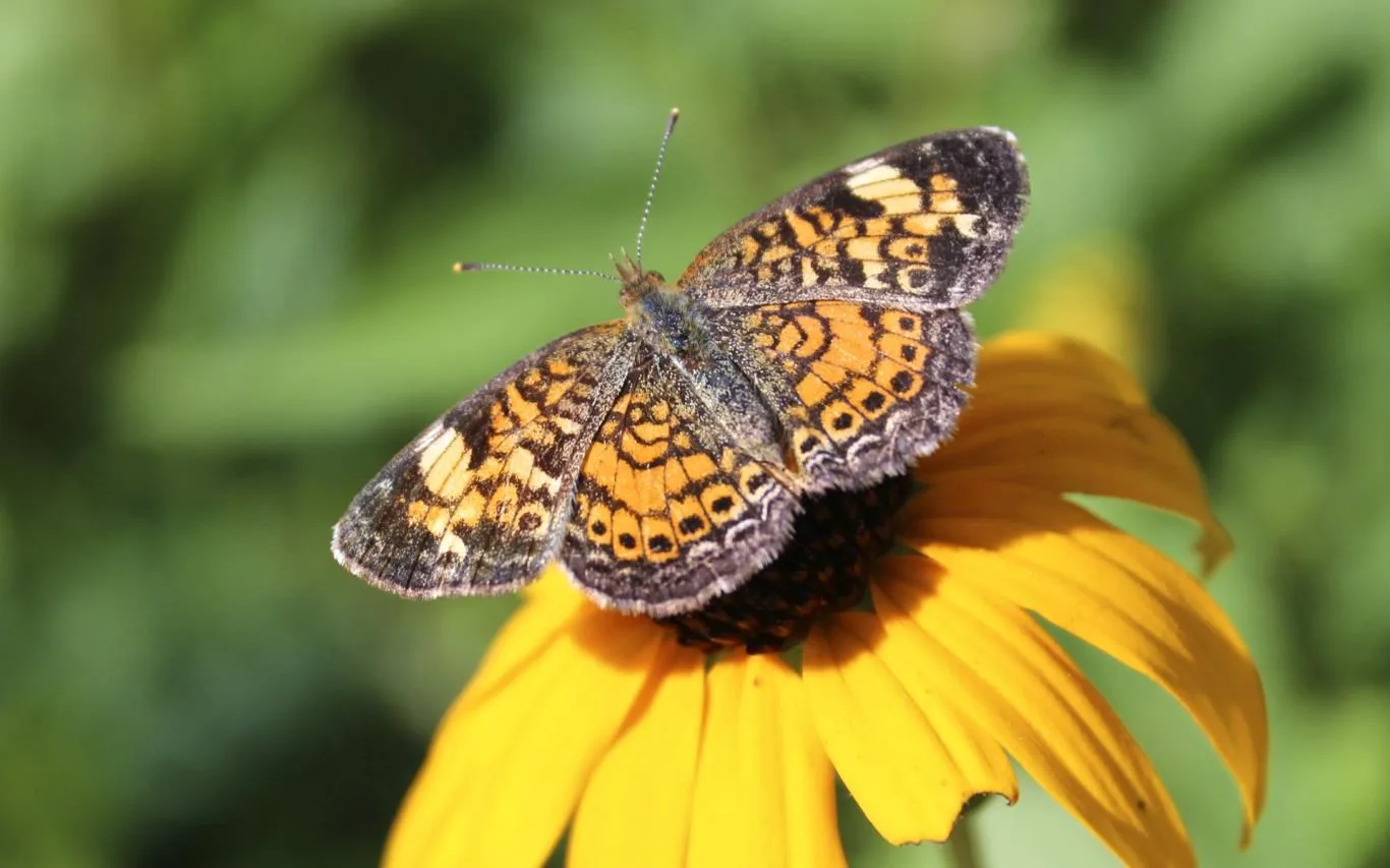 Creatures Up Close by Grace Eggleston screenshot 1