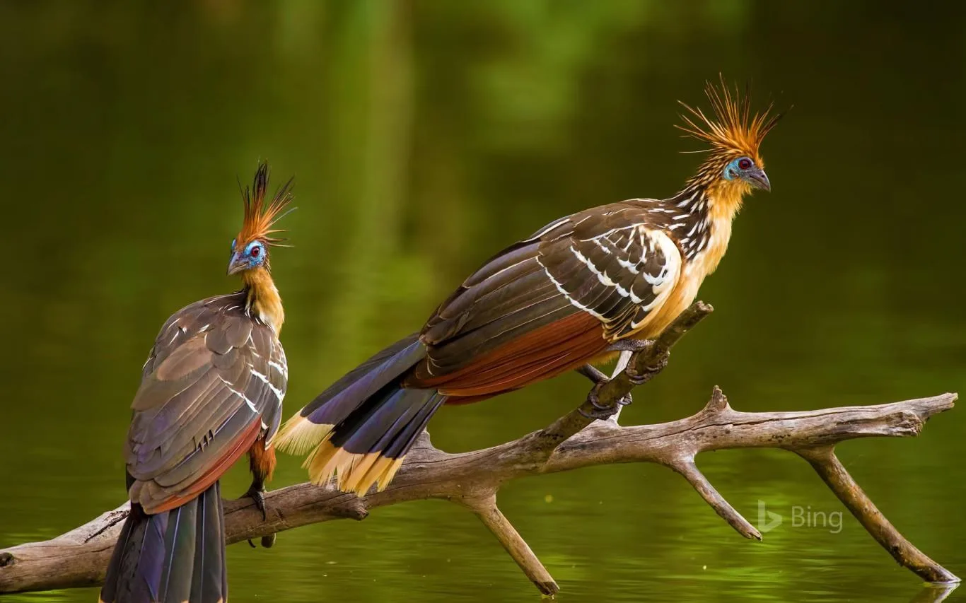 Bing in Brazil screenshot 3