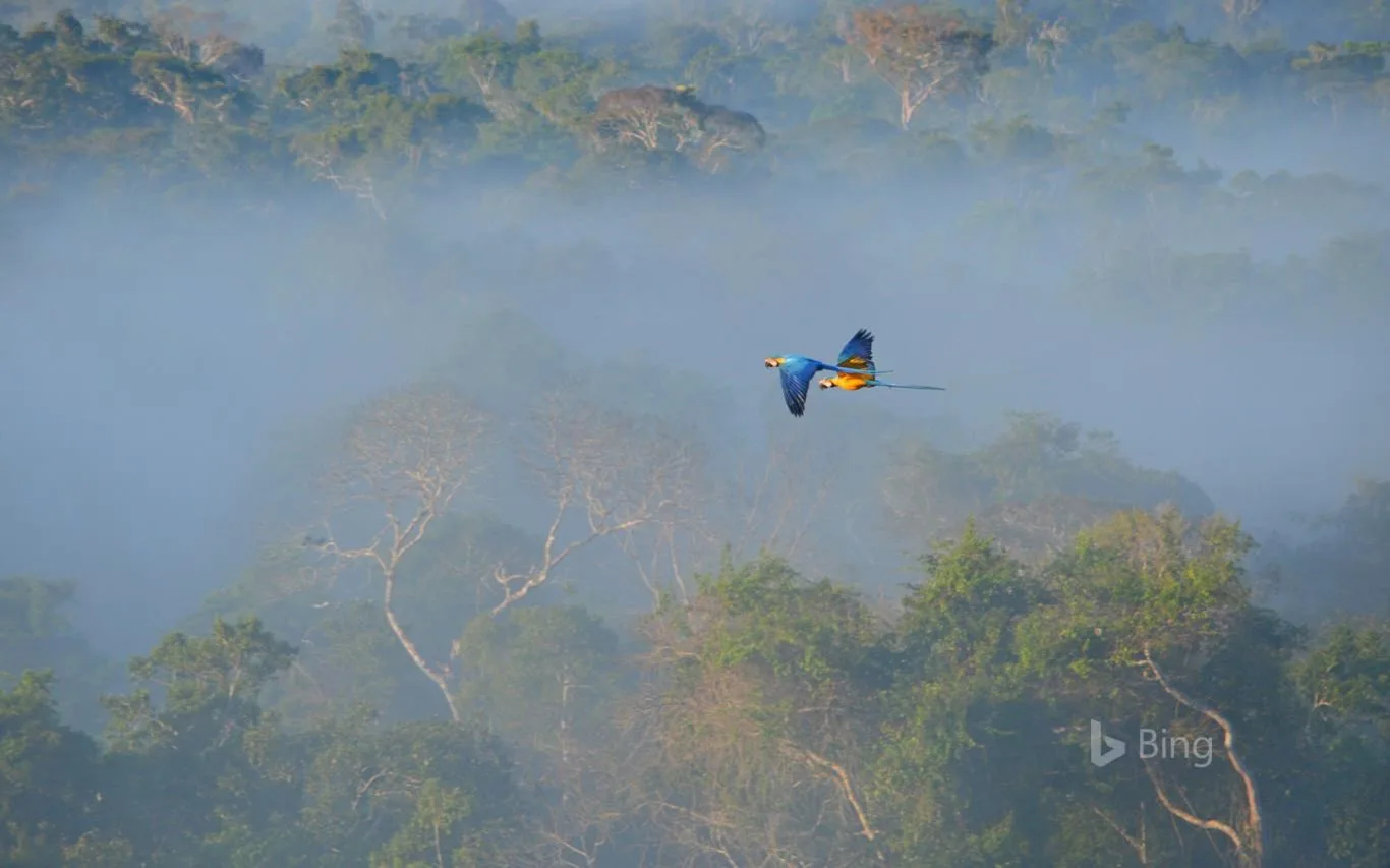 Bing in Brazil screenshot 4
