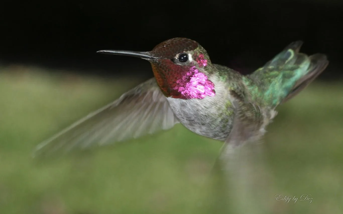 Hummingbirds by Desiree Skatvold screenshot 4