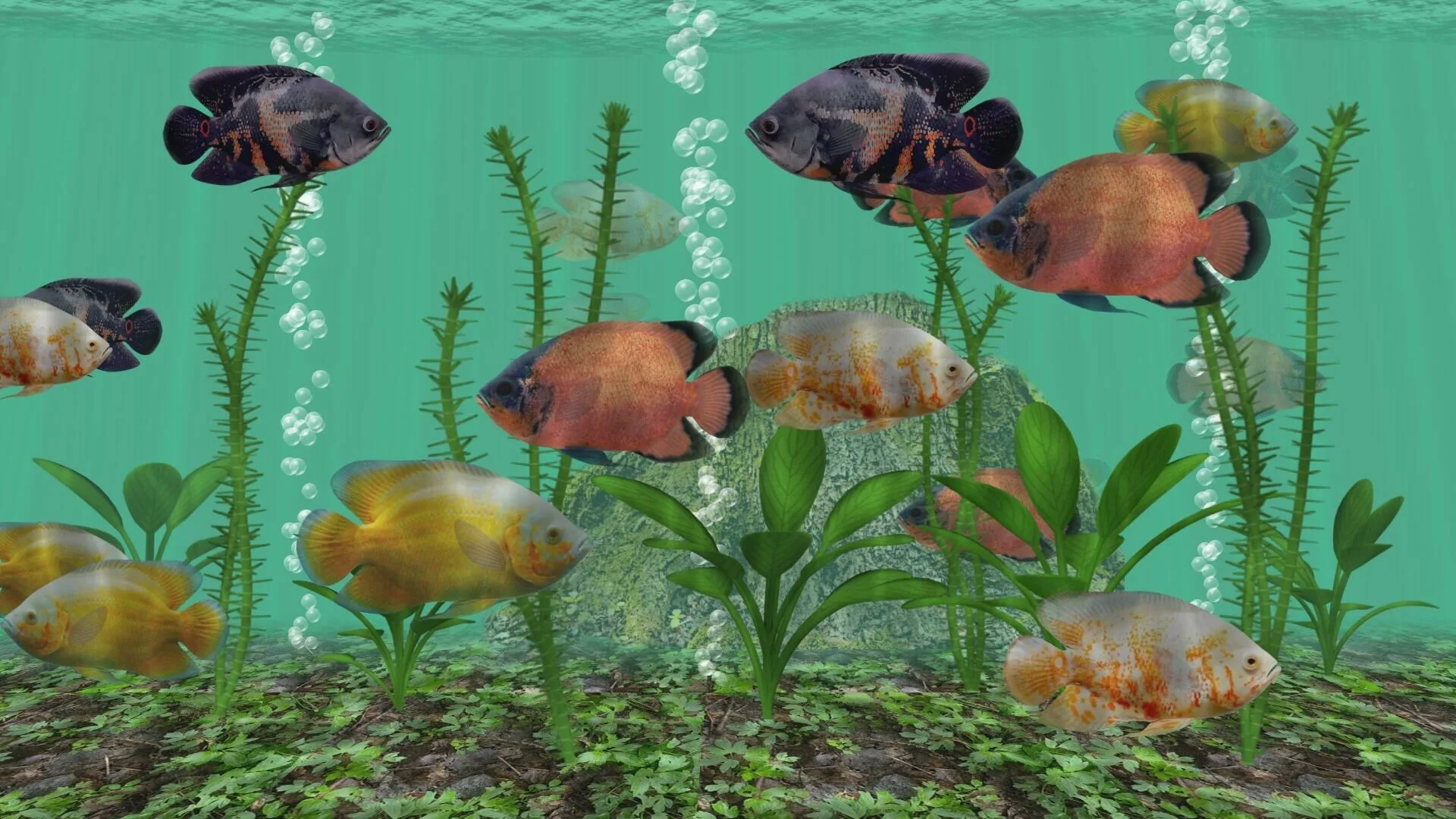 Oscar Fish Aquarium - 3D Aquarium Live App - Gelios Software | Playmarket