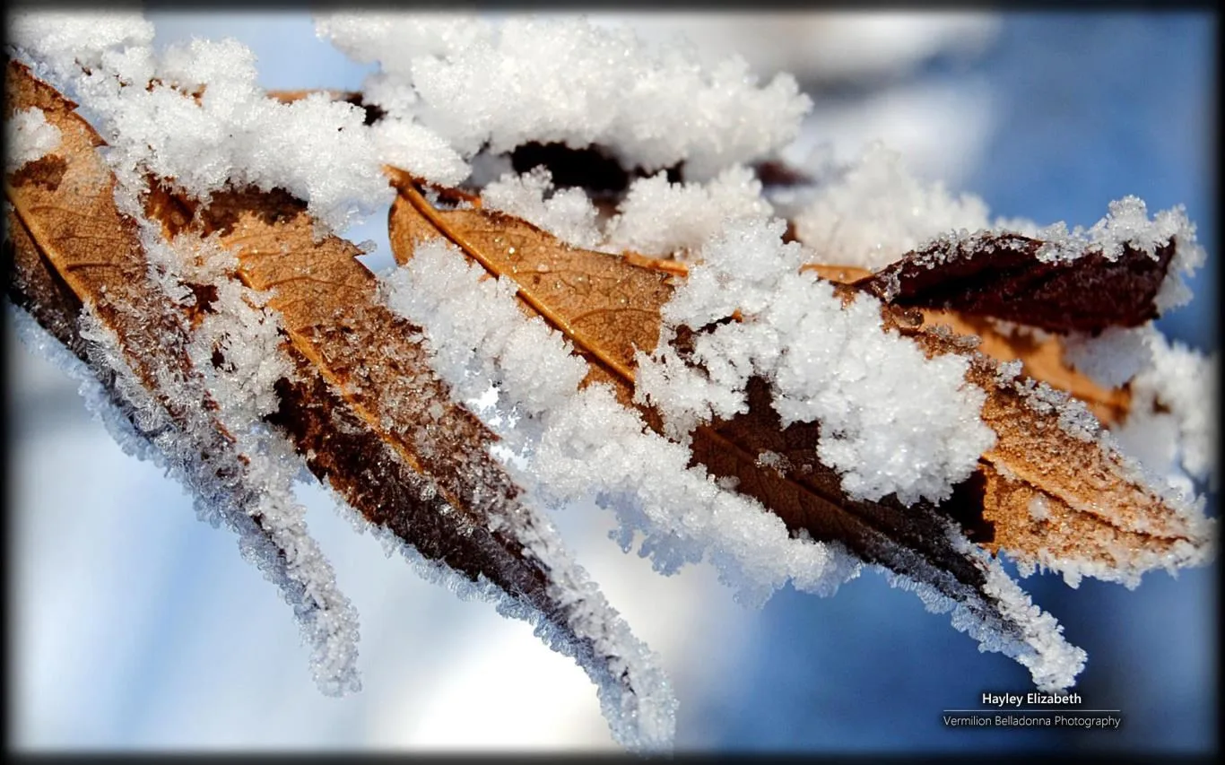 Winter Garden by Hayley Elizabeth screenshot 1