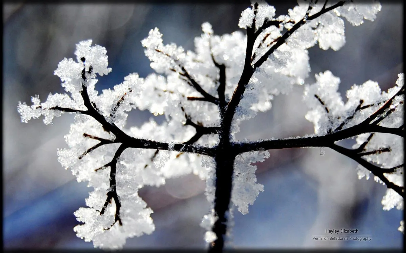 Winter Garden by Hayley Elizabeth screenshot 2