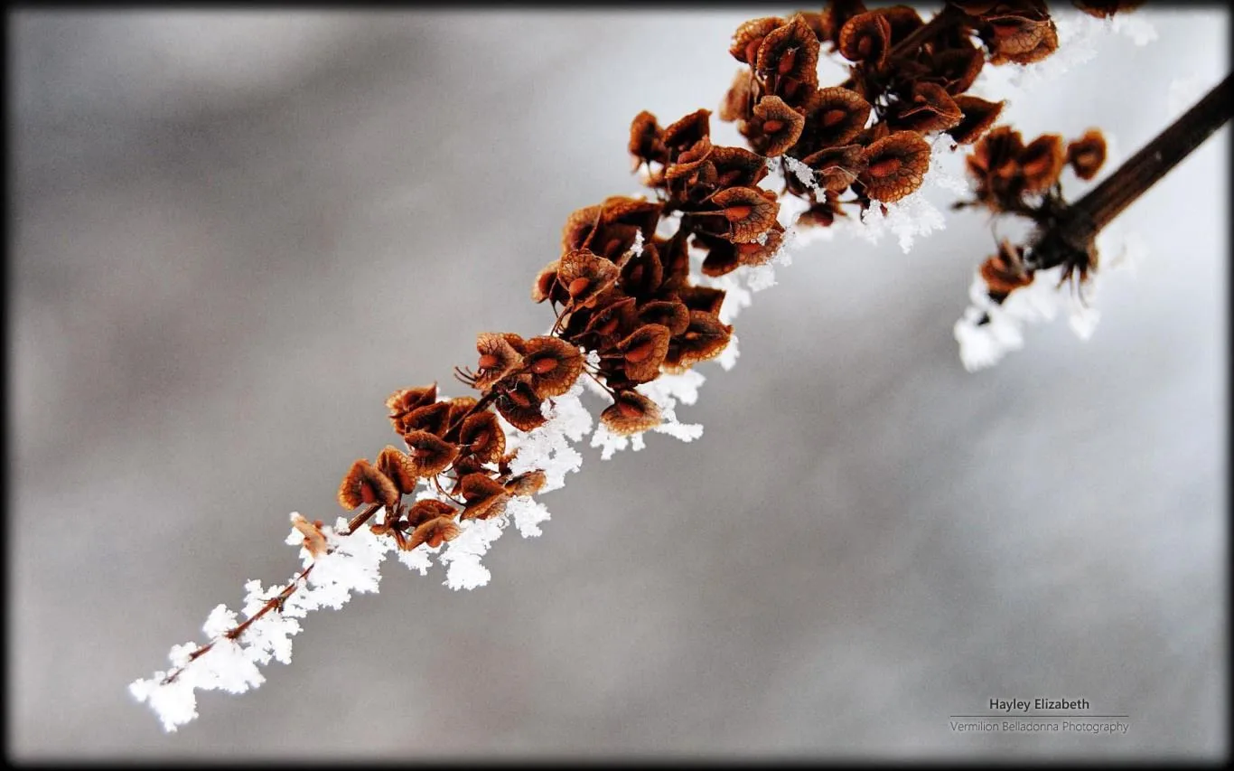Winter Garden by Hayley Elizabeth screenshot 3