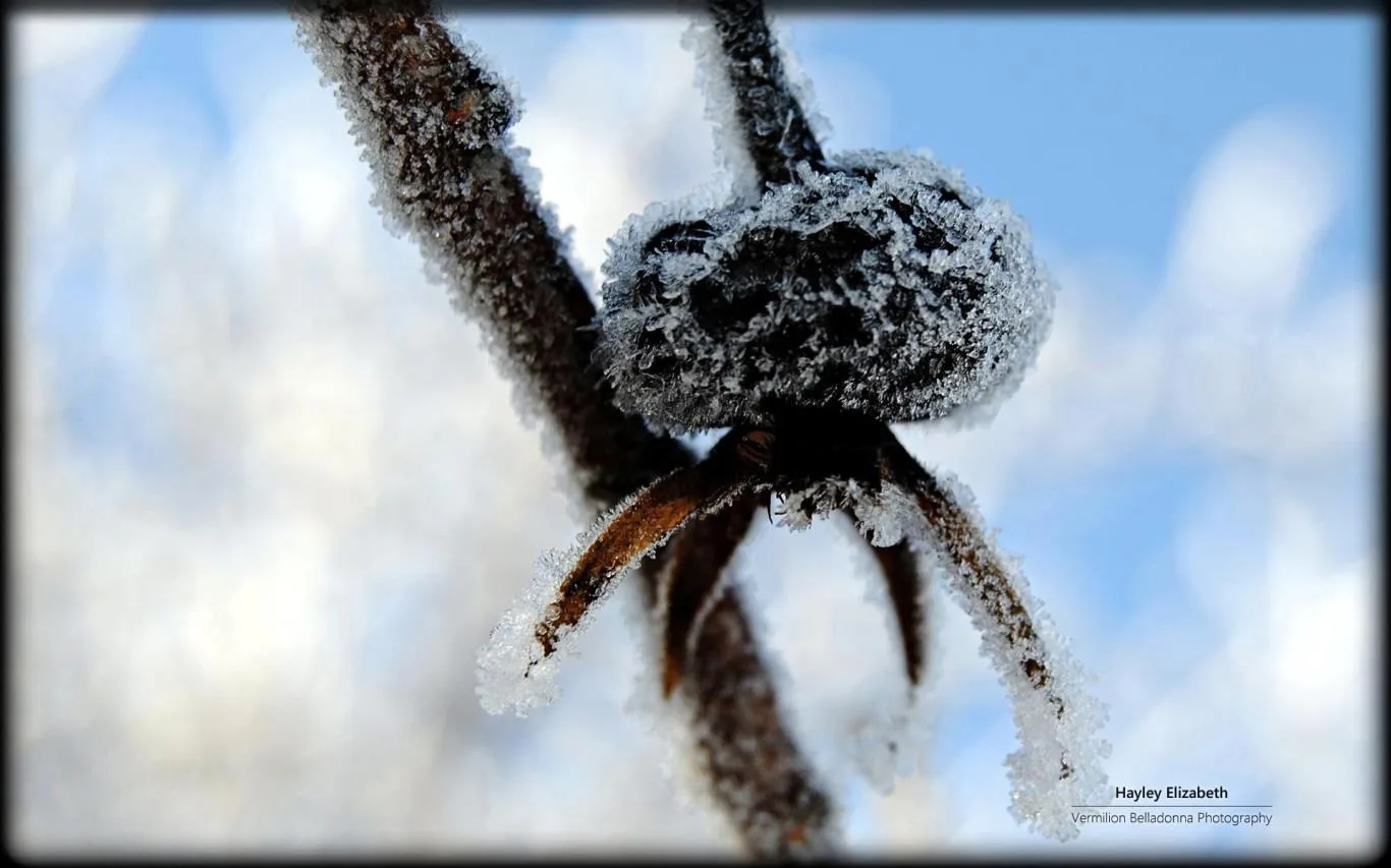 Winter Garden by Hayley Elizabeth screenshot 4