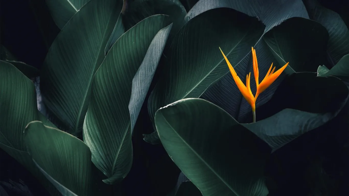 Forest Camo Special Edition screenshot 4