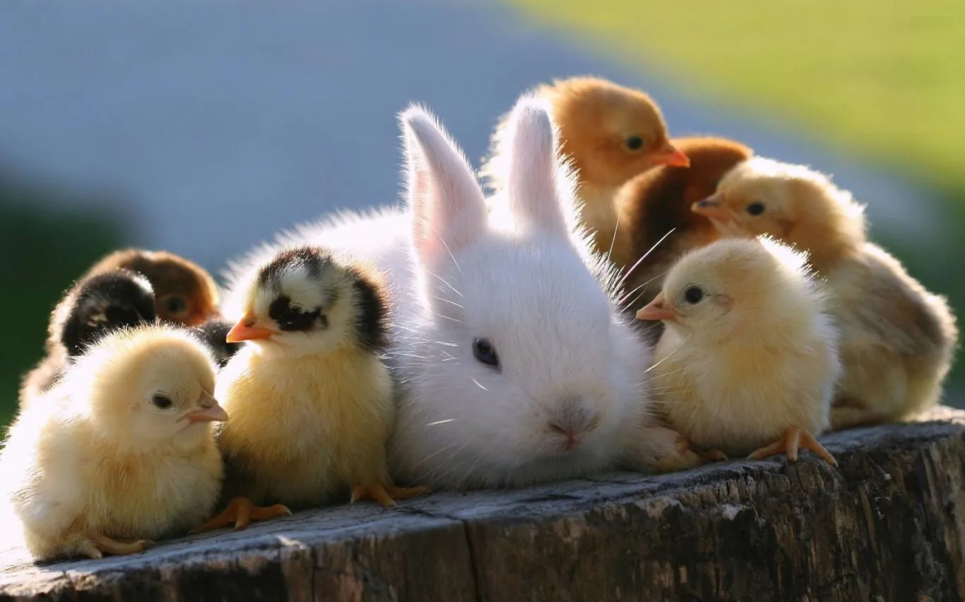 Chicks and Bunnies screenshot 1