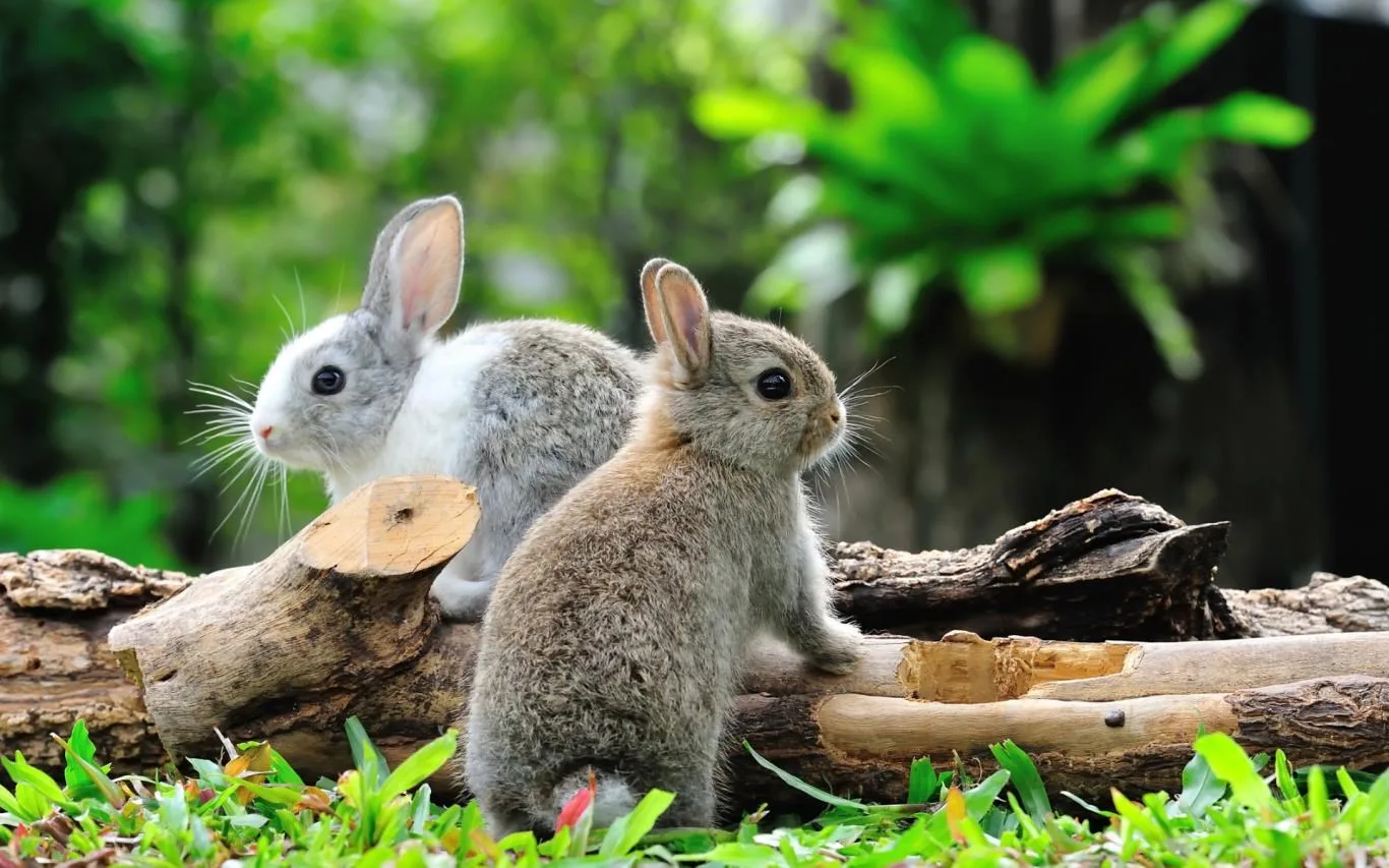 Chicks and Bunnies screenshot 2
