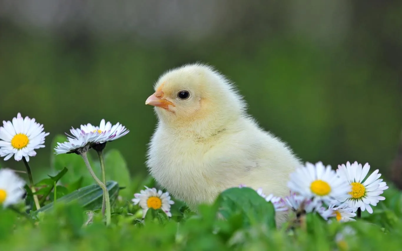 Chicks and Bunnies screenshot 3