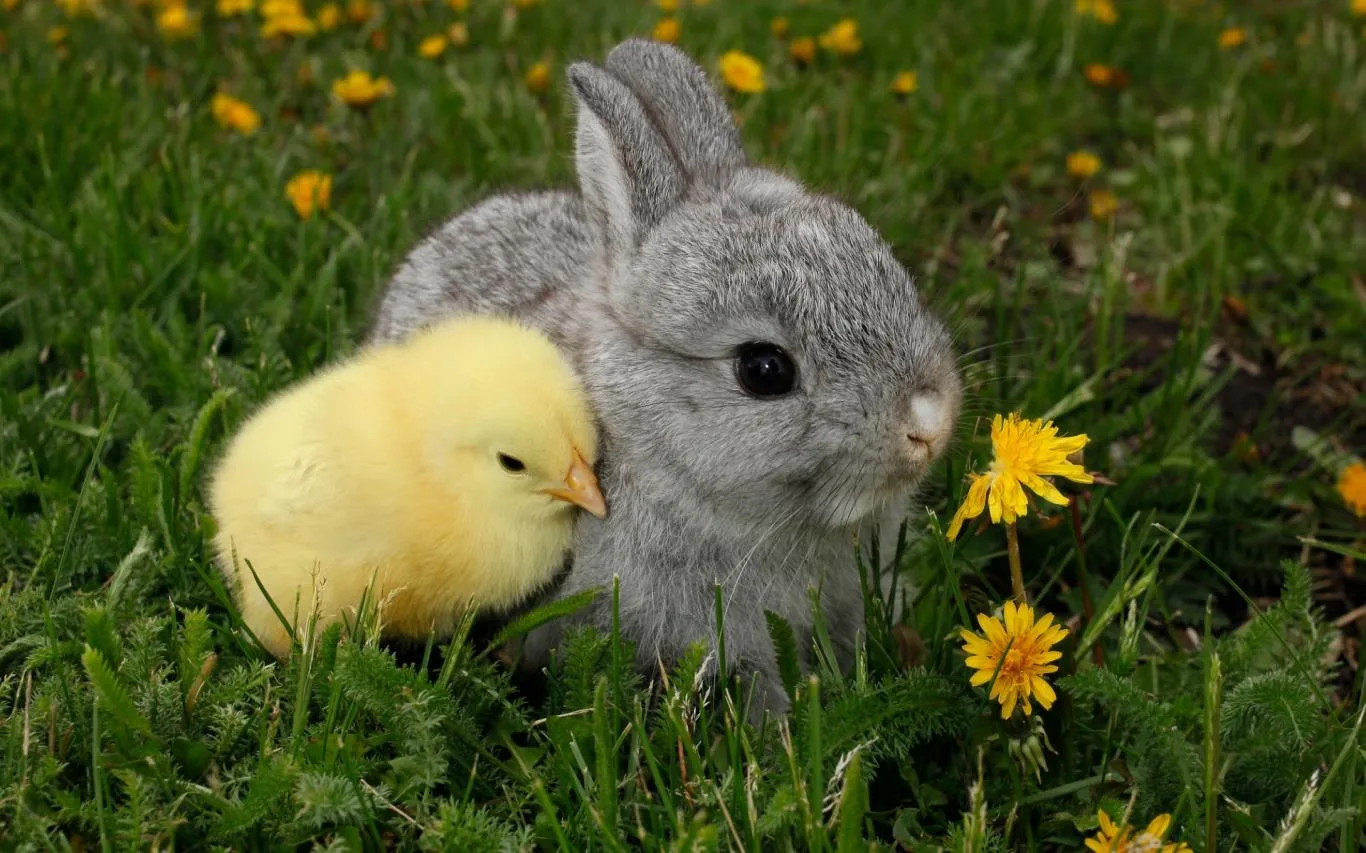Chicks and Bunnies screenshot 4