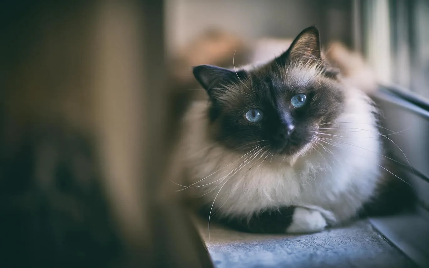 Dogs and Cats screenshot 2