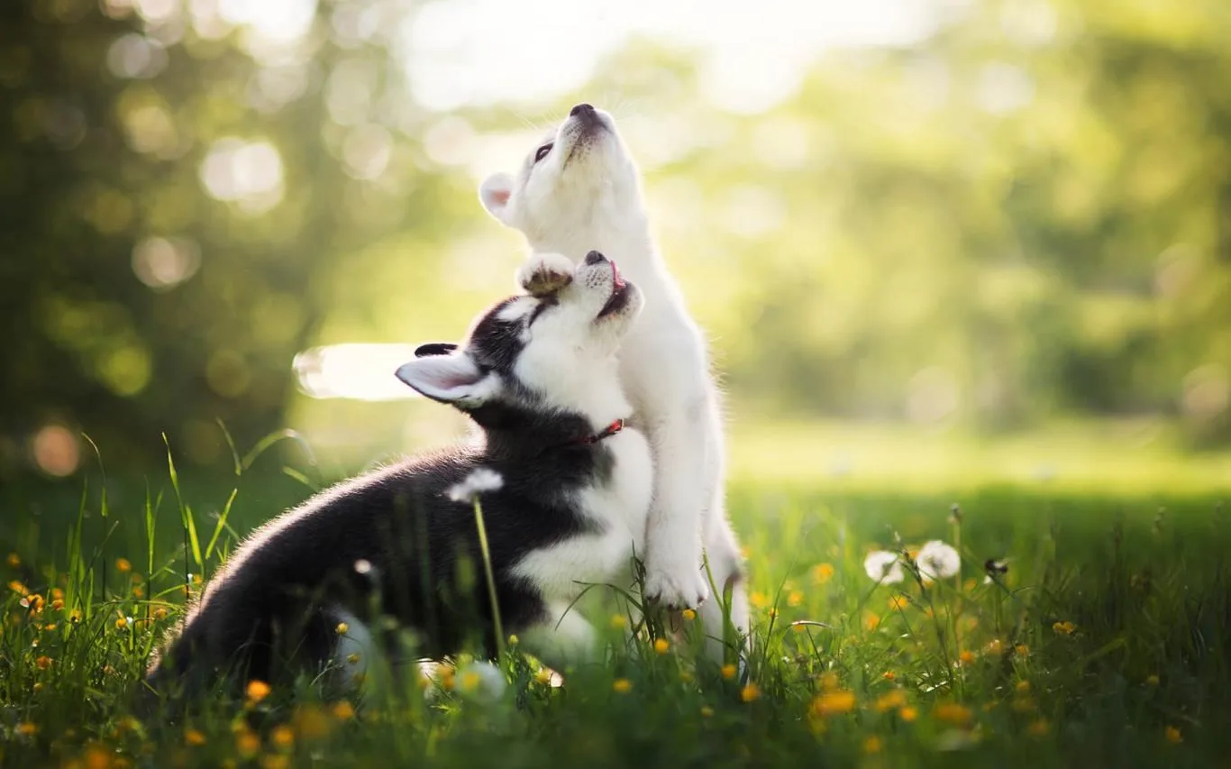 Dogs and Cats screenshot 4