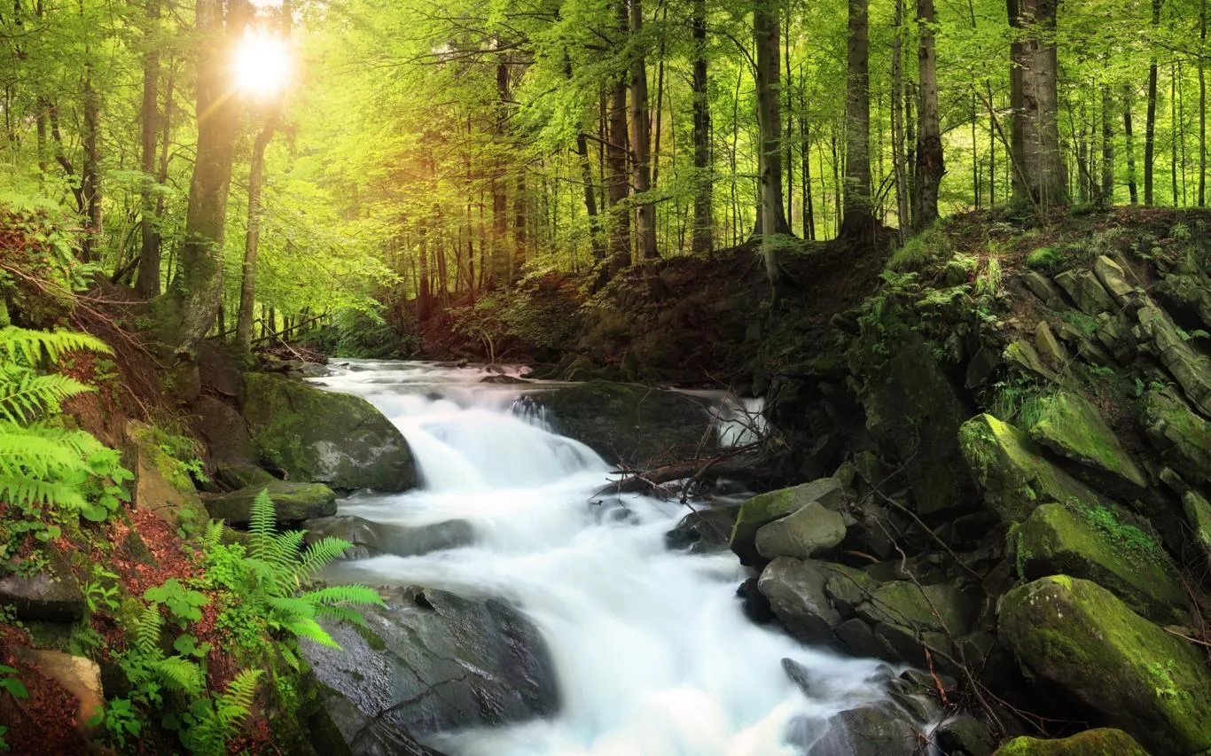 Forest for the Trees screenshot 1