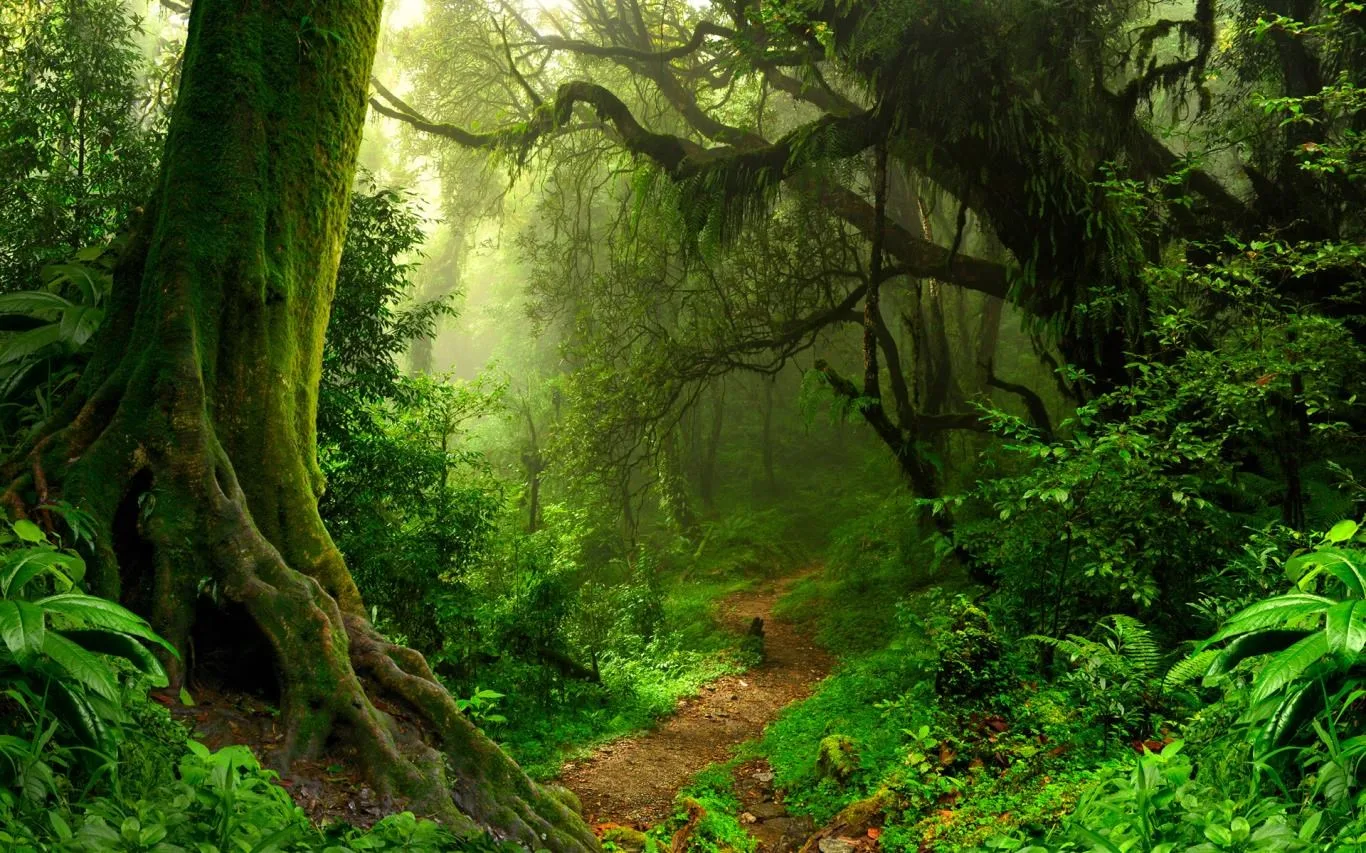 Forest for the Trees screenshot 2