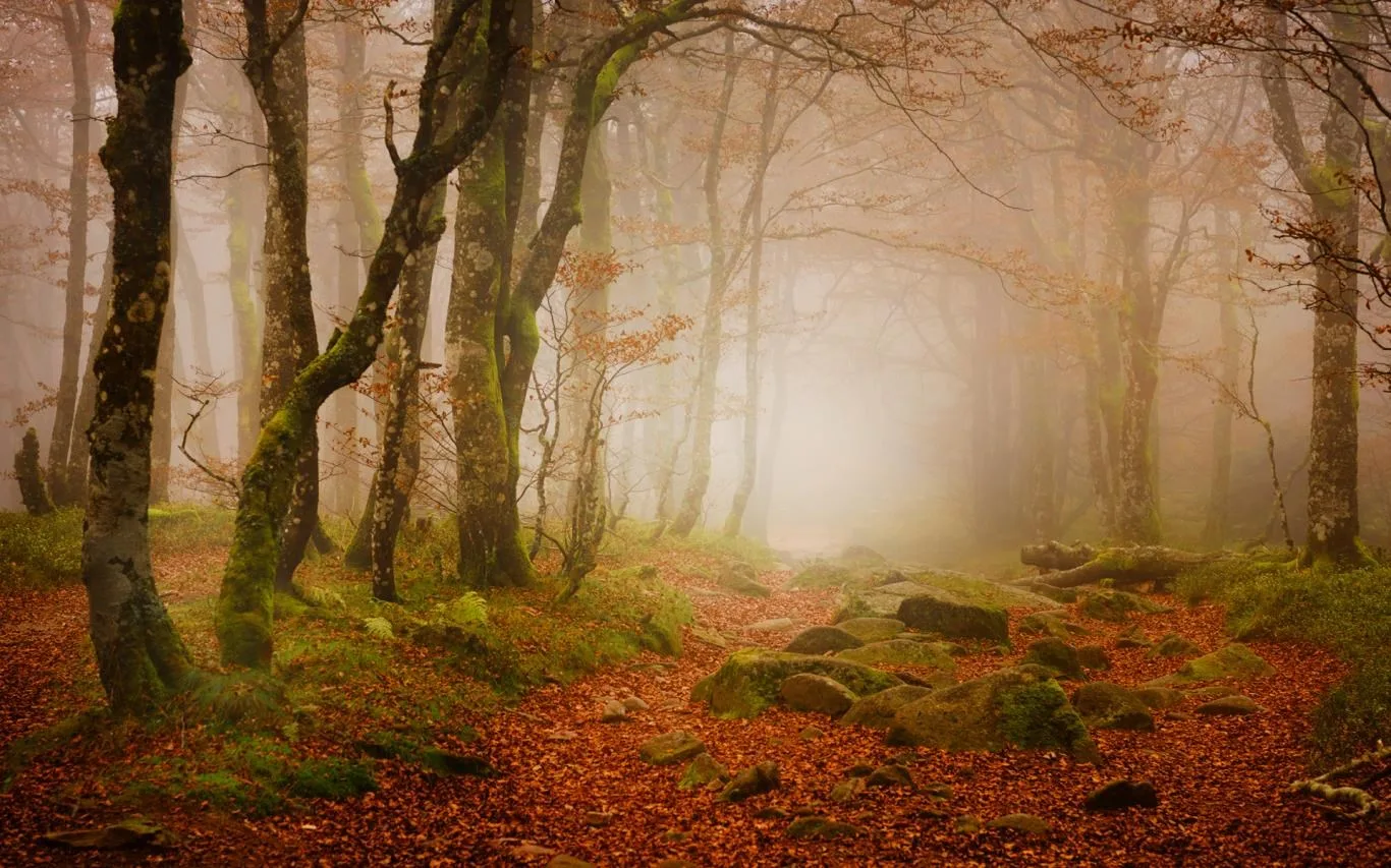 Forest for the Trees screenshot 4