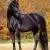Beauty of Horses