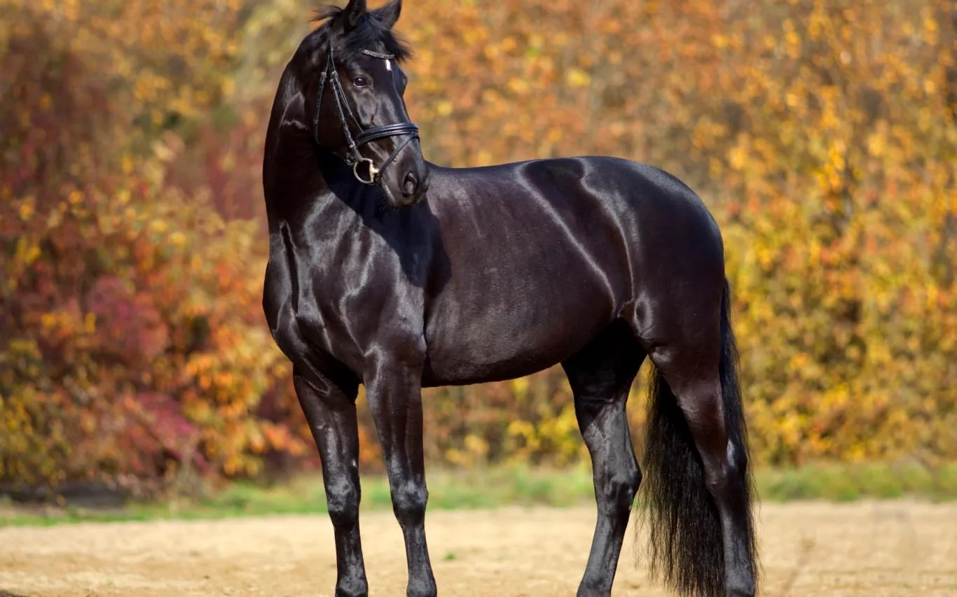 Beauty of Horses screenshot 1
