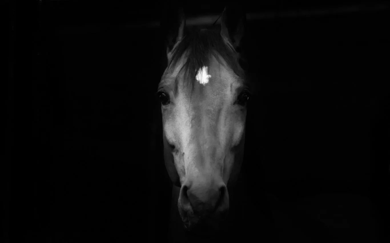 Beauty of Horses screenshot 2