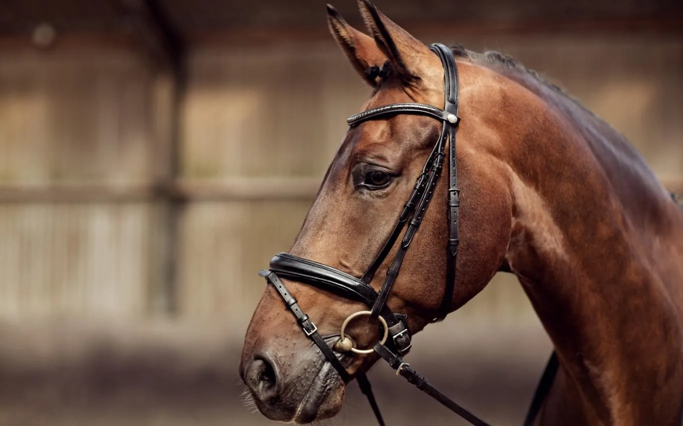 Beauty of Horses screenshot 3